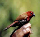 Peters Twin Spot, Arabuko Sokoke Forest, Kenya